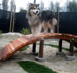 san francisco dog kennel